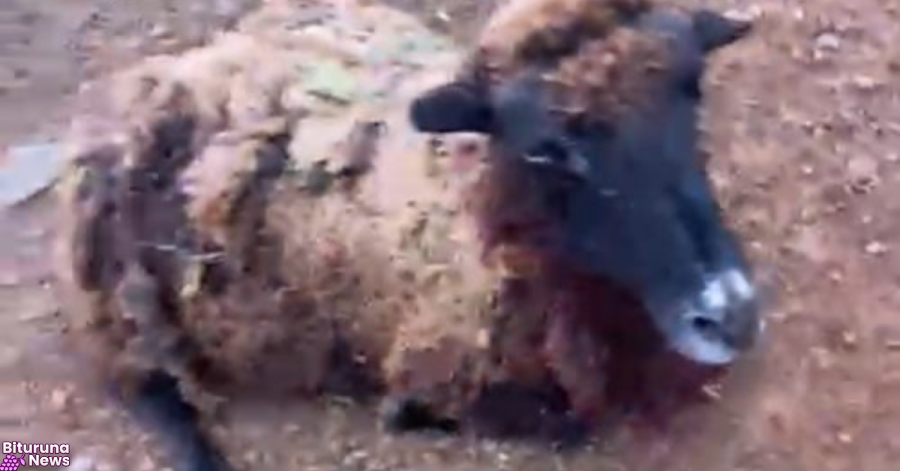 Ataque de animal silvestre a carneiros assusta moradores em General Carneiro