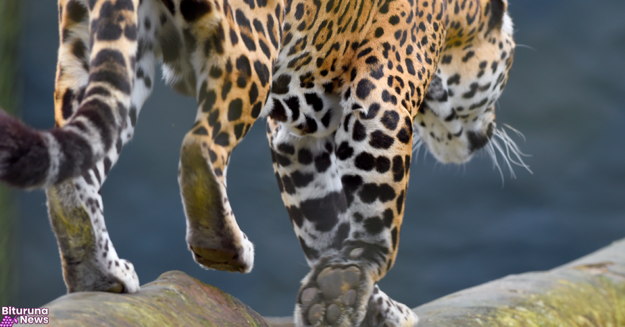 Rede coordenada pelo IAT salvou 1.483 animais silvestres entre janeiro e abril
