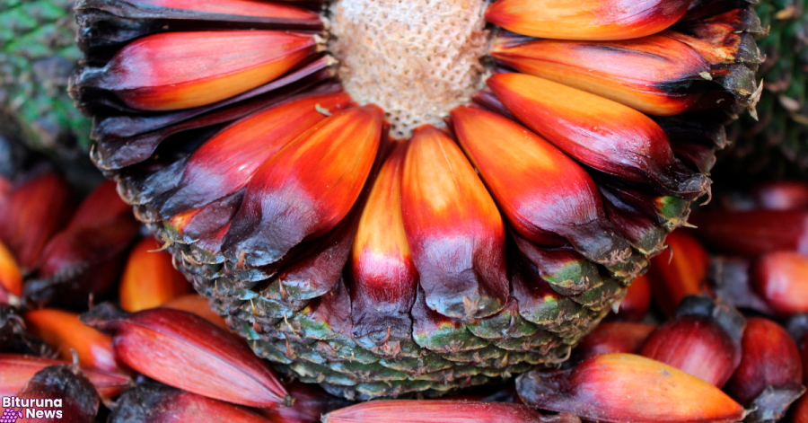 IAT adia temporada de pinhão no Paraná para garantir extração sustentável