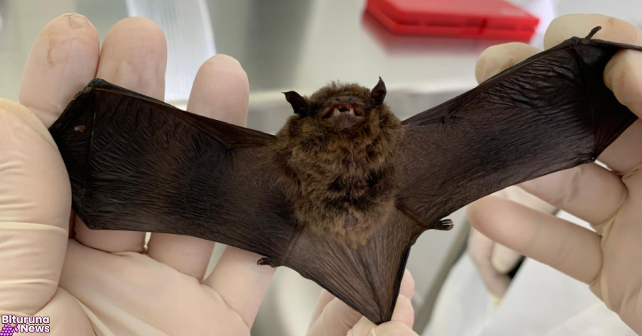 Calor intensifica presença de morcegos e Saúde alerta para cuidados com a raiva no Paraná