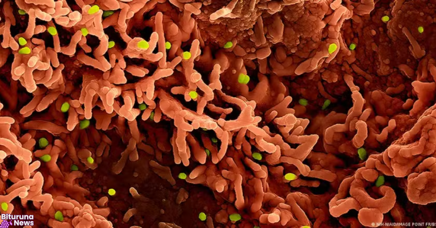 Três vírus preocupam especialistas e podem provocar novas crises sanitárias em 2026