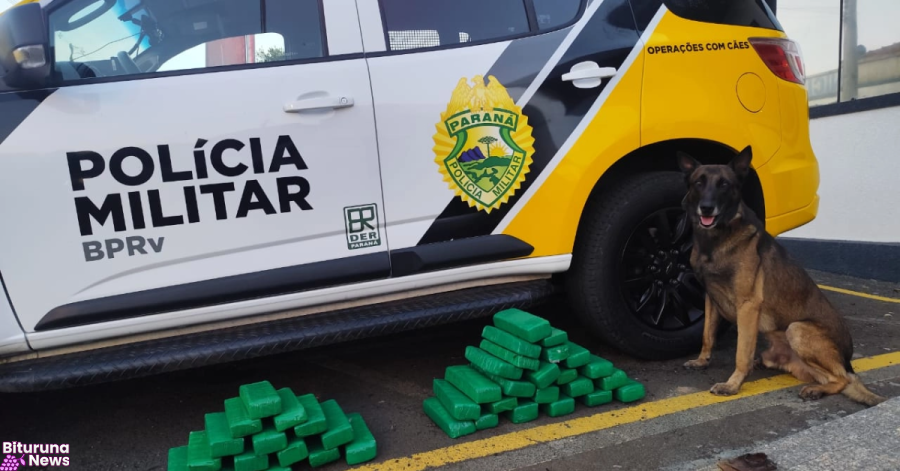 Cão farejador apreende mais de 21 kg de maconha em ônibus na BR-277, em Fernandes Pinheiro