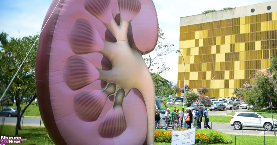 Dia Mundial do Rim: doenças renais são silenciosas e exigem atenção