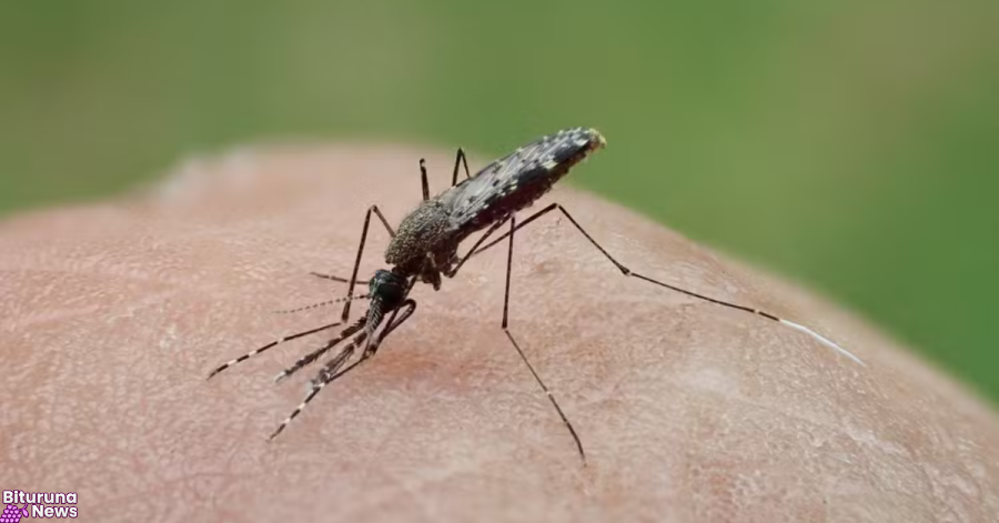Mosquitos que transmitem malária na América do Sul estão ficando resistentes a inseticidas, aponta estudo