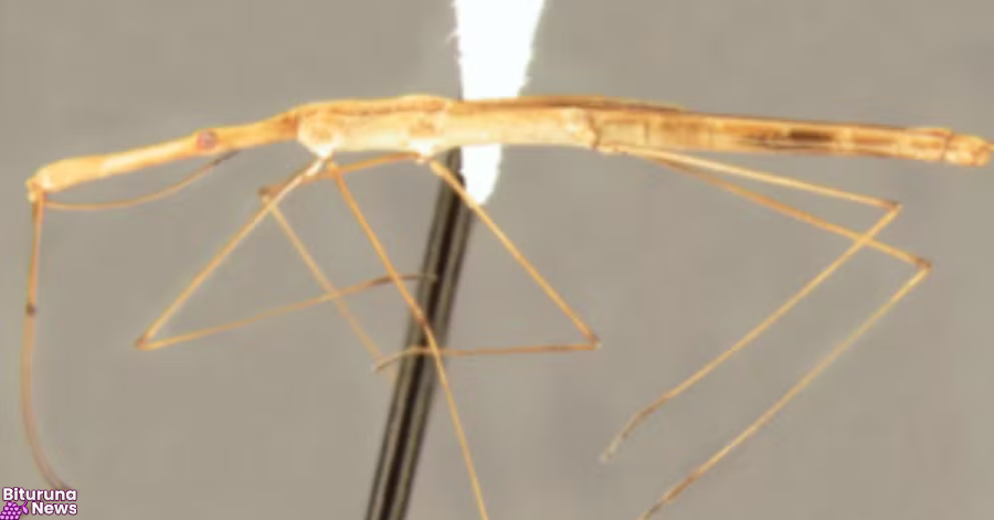 Nova espécie de inseto que anda sobre a água é descoberta no Paraná