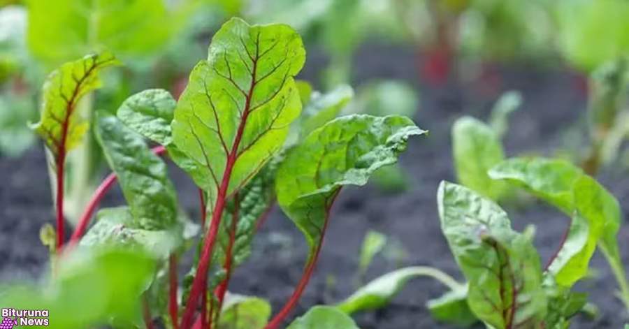 Sete alimentos que você deveria comer mais (e muitos estão na sua horta ou despensa)