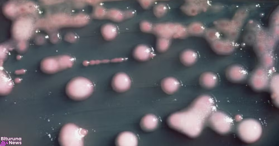 Fauna silvestre pode indicar avanço de superbactérias fora de hospitais, diz pesquisa