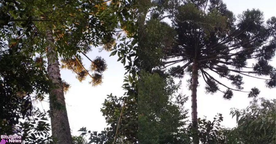 Homem de 30 anos morre ao cair de araucária durante colheita de pinhão no Paraná; pai tentou segurá-lo e ficou ferido