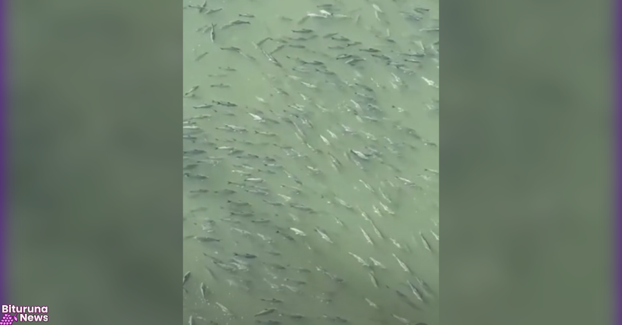 Peixes se acumulam na superfície da água na Usina de Foz do Areia