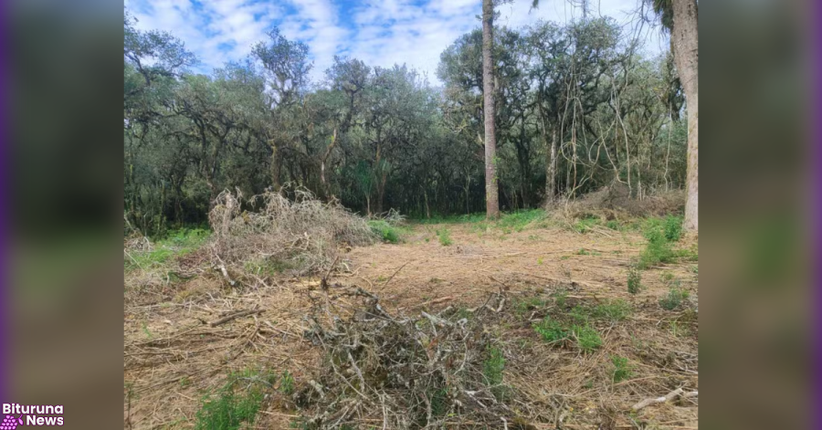 Corte de araucárias e floresta nativa sem autorização rende multas a fazendeiros em Mallet