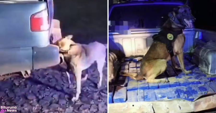 Motorista de Rio Azul é preso com 103 kg de maconha em fundo falso de caminhonete na BR-376