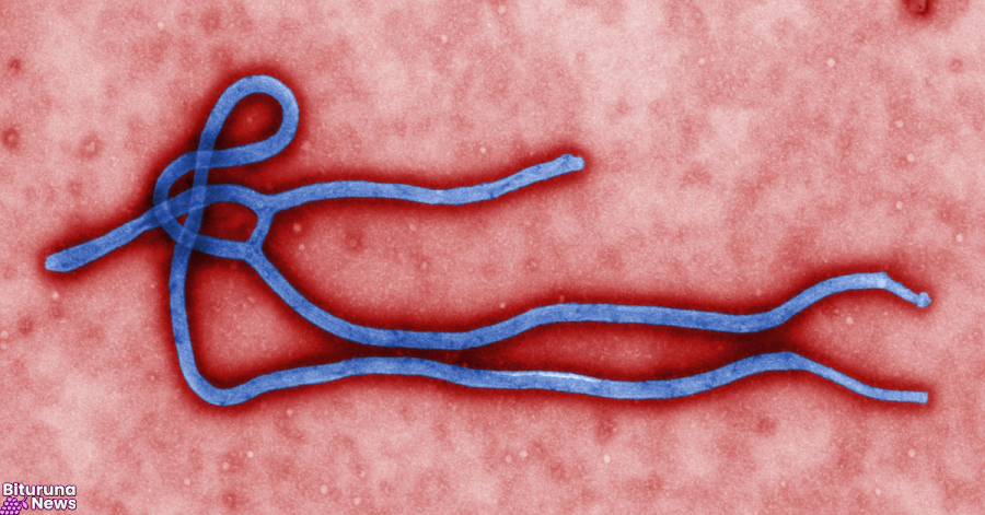 Ebola: OMS declara emergência internacional após surto na África; especialistas avaliam risco para o Brasil