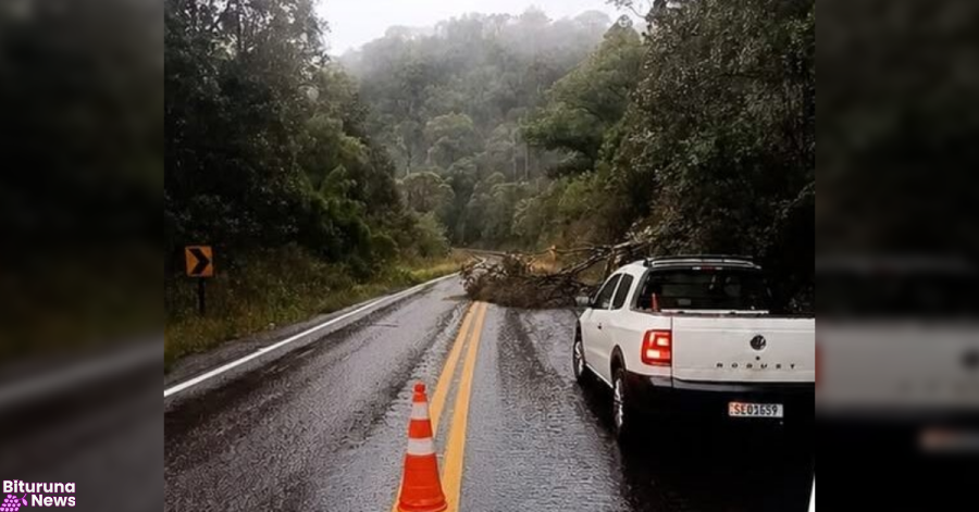 Chuva derruba árvore e bloqueia PR-170 em Bituruna