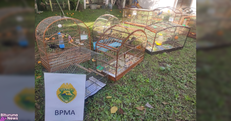 Polícia Ambiental apreende 36 pássaros silvestres mantidos ilegalmente em cativeiro em União da Vitória