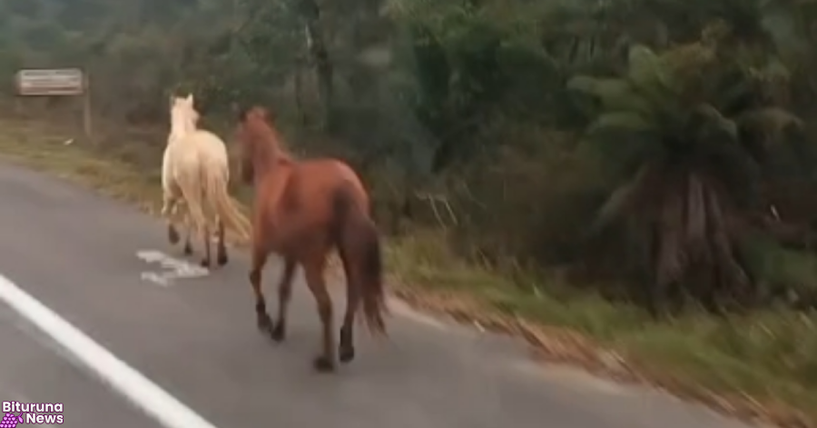 Cavalos soltos na BR-476 trazem risco de acidentes e exigem cuidado redobrado em União da Vitória