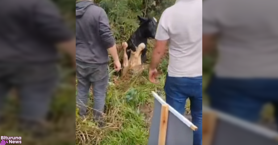 Boi é resgatado por populares após cair em galeria de água às margens da PR-446, em Porto Vitória