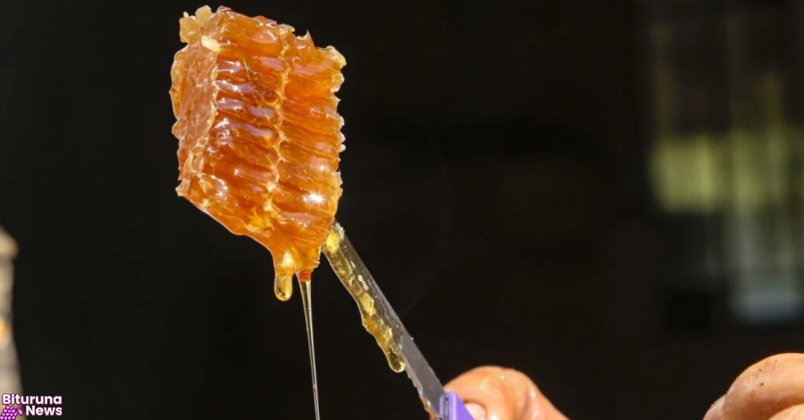 Paraná lidera produção nacional de mel, e Bituruna está entre os maiores produtores do estado