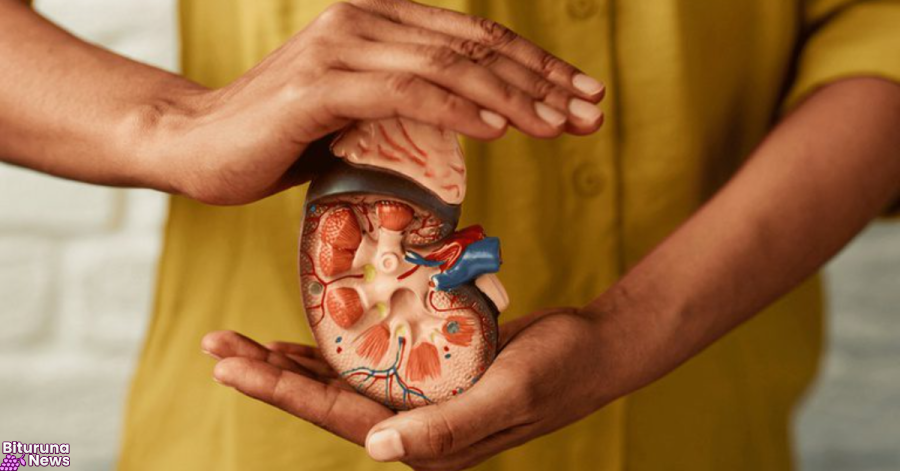 Doenças renais costumam ser silenciosas; veja sinais de alerta e como prevenir complicações