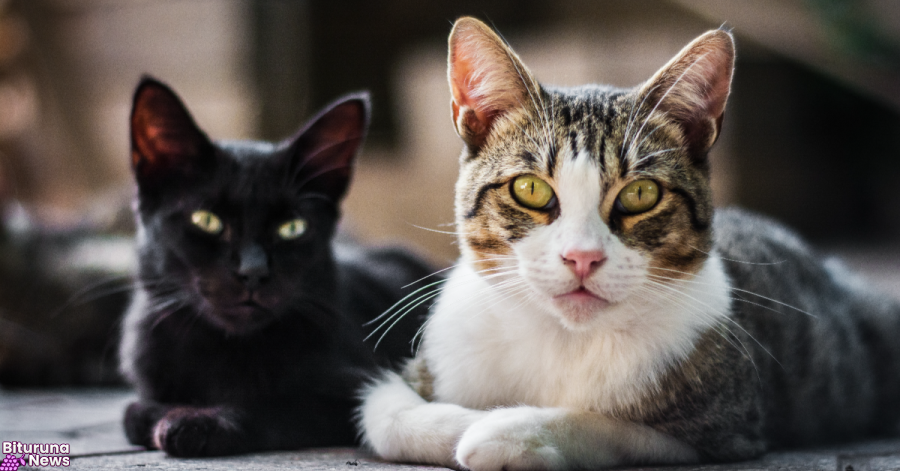 FIV e FeLV em gatos: positivo não é sentença de morte, alerta veterinário