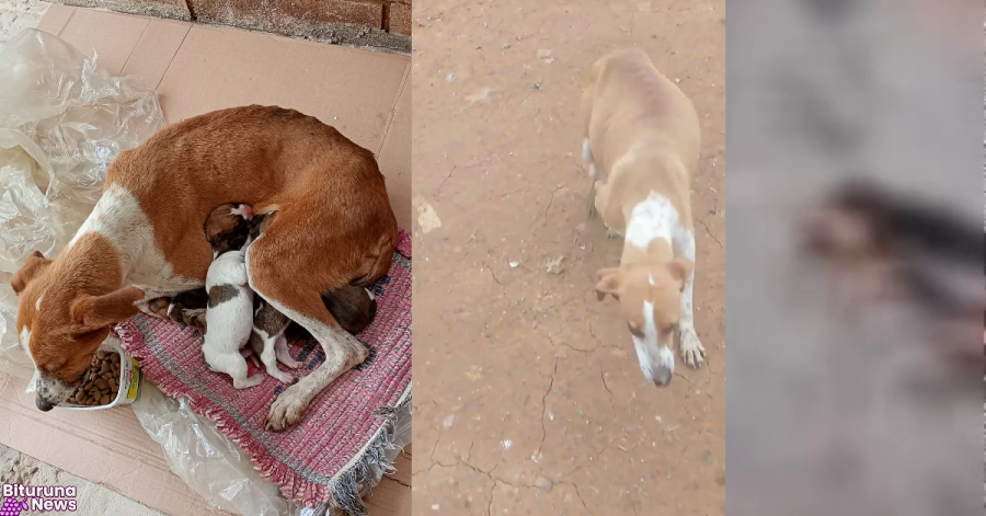 Abandono de cães na região da Reciclinho preocupa moradores e protetores em Bituruna