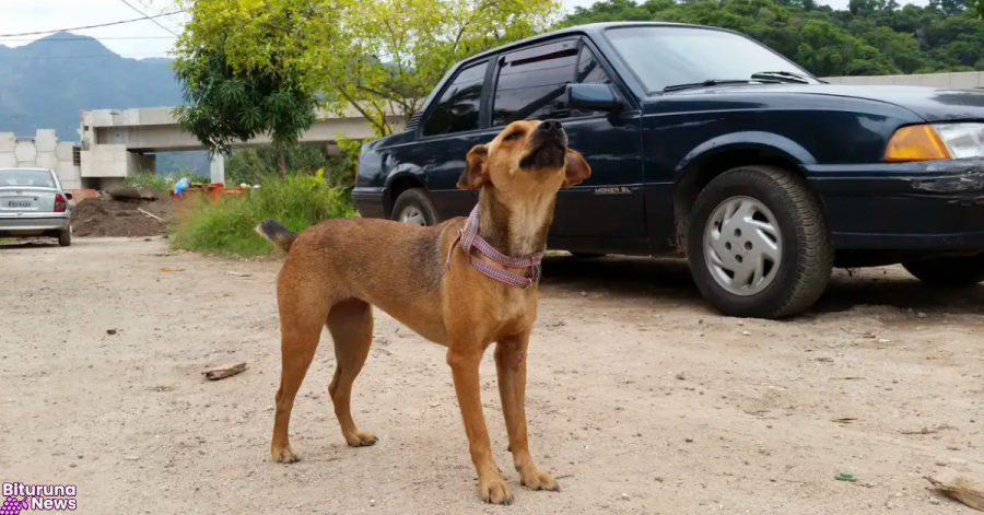 Surtos de cinomose em cães acendem alerta para a vacinação