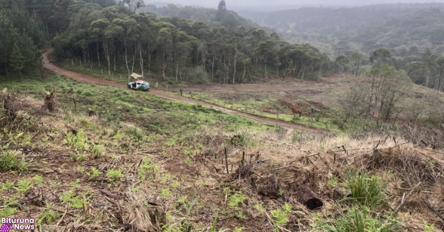 Polícia Ambiental multa responsável por destruição de vegetação nativa em Inácio Martins