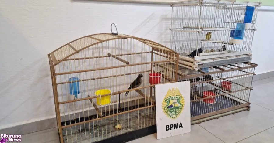 Denúncia anônima leva Polícia Ambiental a apreender aves nativas em Pinhão