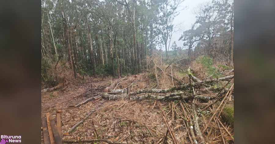 Dois responsáveis são multados em R$ 42 mil por danos ambientais em área invadida em Guarapuava