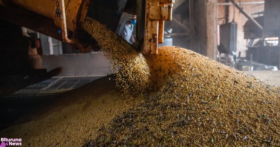Produção brasileira de grãos deve aumentar apesar do El Niño