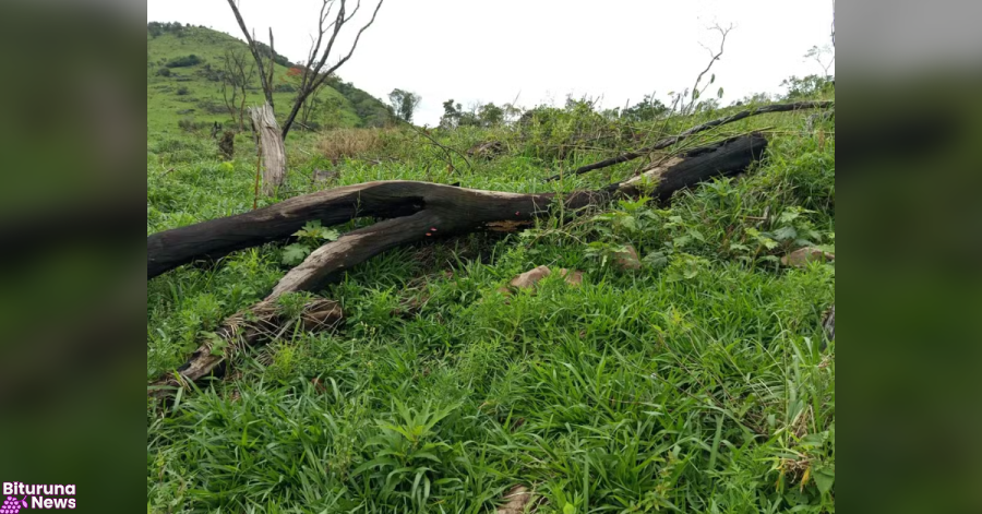 Fazendeiro de Candói é multado em R$ 94 mil por desmatar e queimar mata nativa para criar gado