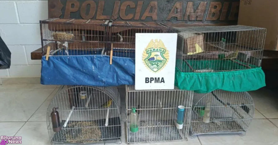 Fiscalização em Guarapuava apreende sete aves silvestres e aplica multa de R$ 3,5 mil