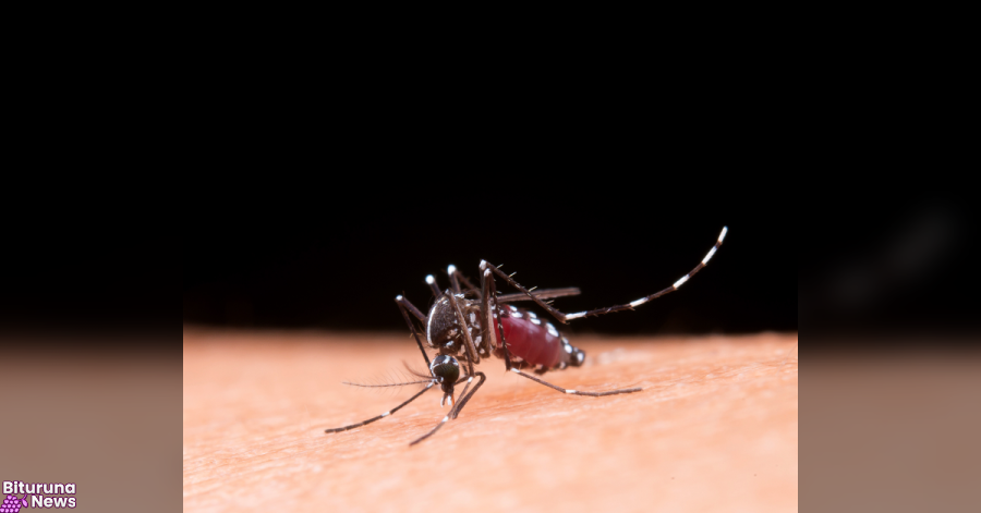 Alerta para a dengue: 3 milhões de jovens estão com a vacinação incompleta